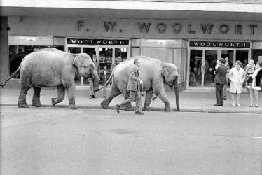 Nuneaton.  Parade of circus elephants