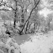 Nuneaton.  Red Deeps, snow scene