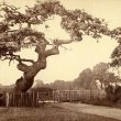 Leamington Spa.  Prince Rupert's Oak
