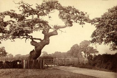 Leamington Spa.  Prince Rupert's Oak