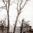 Rugby School.  Three Trees