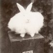 Rugby.  Prize angora rabbit
