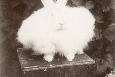 Rugby.  Prize angora rabbit