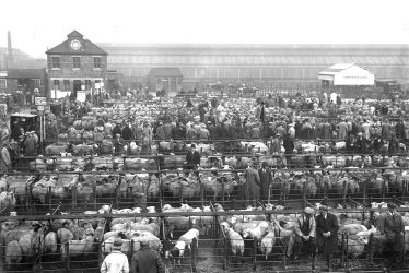 Rugby.  Cattle Market