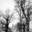 Monks Kirby.  Country lane