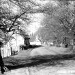 Monks Kirby.  Tree lined lane
