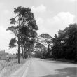 Dunchurch.  Tree lined road