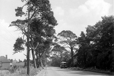 Dunchurch.  Tree lined road