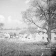 Withybrook.  Semi-detached houses
