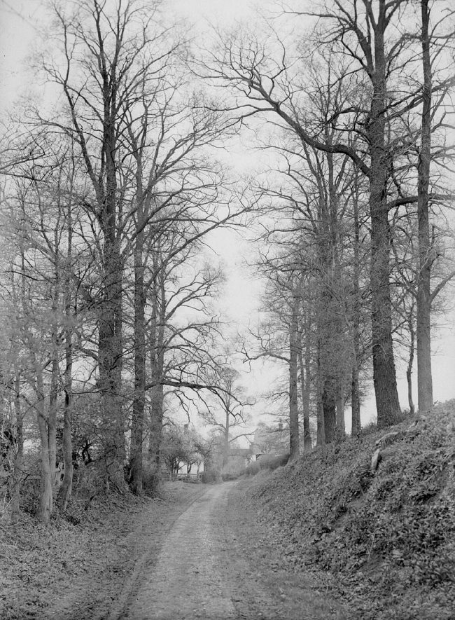 Tree lined Mill Lane, Alcester.  1940s |  IMAGE LOCATION: (Warwickshire County Record Office)
