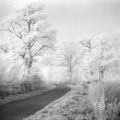 Birdingbury.  Trees with hoar frost