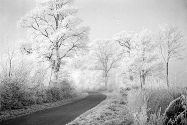 Birdingbury.  Trees with hoar frost