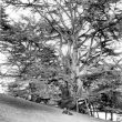 Warwick.  Castle Park, Cedar tree