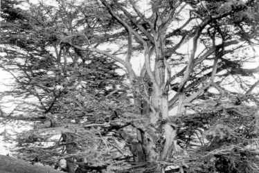 Warwick.  Castle Park, Cedar tree