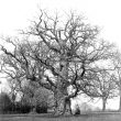 Stoneleigh.  Stoneleigh Abbey, old oak tree in the grounds