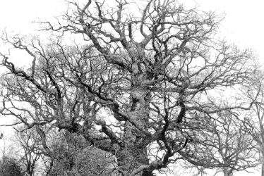 Stoneleigh.  Stoneleigh Abbey, old oak tree in the grounds
