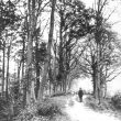 Kenilworth.  Castle Grove