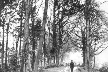 Kenilworth.  Castle Grove