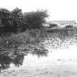 Ardens Grafton.  Water lilies