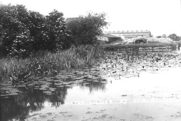 Ardens Grafton.  Water lilies