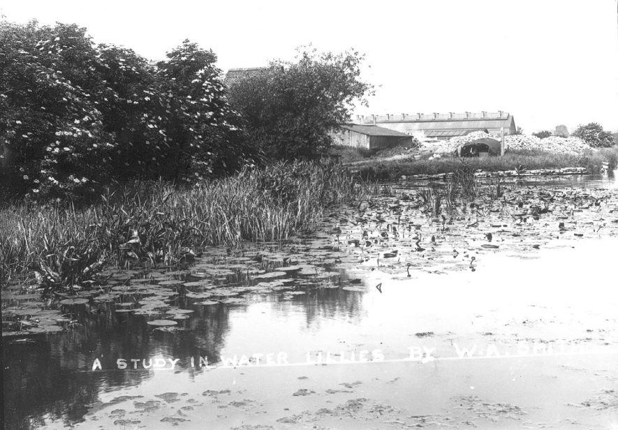 Water lilies in Ardens Grafton.  1900s |  IMAGE LOCATION: (Warwickshire County Record Office)
