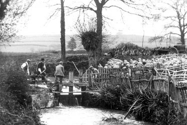 Sutton under Brailes.  Sheep washing