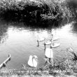 Luddington.  River Avon