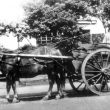 Cubbington.  William Franks on his milkround