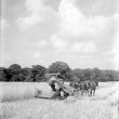 Heathcote.  Harvesting