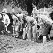 Rugby.  Schoolboys digging Air Raid Shelters