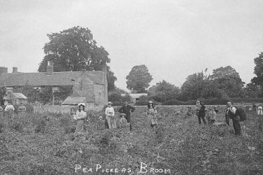 Broom.  Pea pickers at work