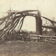Dunchurch.  Tree struck by lightning