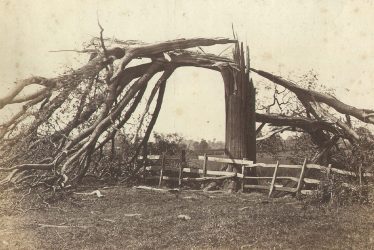Dunchurch.  Tree struck by lightning