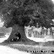 Tysoe.  Old Tree