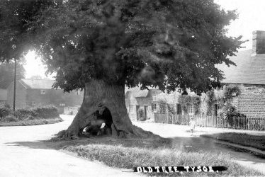 Tysoe.  Old Tree