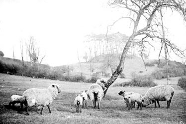 Brailes, Upper.  Castle Hill