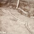 Stockton.  Skeleton of an Icthyosaurus