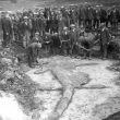 Harbury.  Quarry, Ichthyosaur fossil