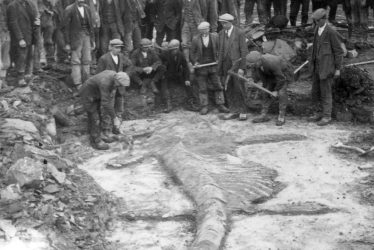 Harbury.  Quarry, Ichthyosaur fossil