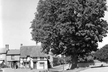 Wellesbourne.  Stag's Head and chestnut tree