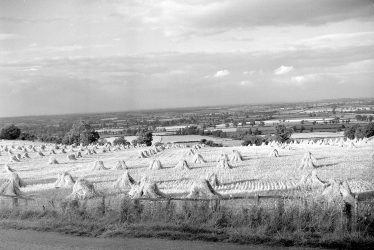 Burton Dassett.  Field of corn stooks