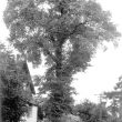 The Leek Wootton Elm