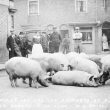 Stratford upon Avon.  Pigs in street