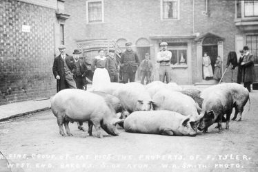 Stratford upon Avon.  Pigs in street