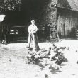 Wilmcote.  Mary Arden's Farmyard