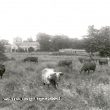 Wolston.  Church from the meadows
