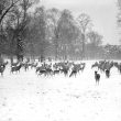 Charlecote Park.   Fallow deer