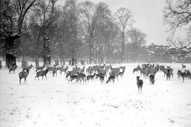 Charlecote Park.   Fallow deer