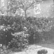 Clifford Chambers.  Manor House and magnolia tree