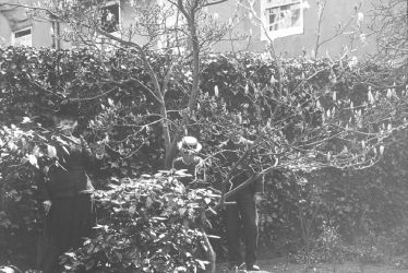 Clifford Chambers.  Manor House and magnolia tree